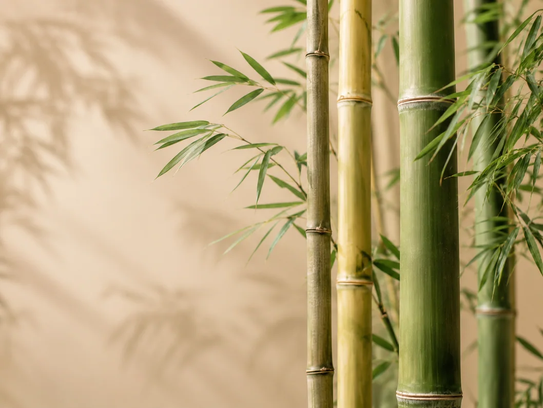 Bamboo series